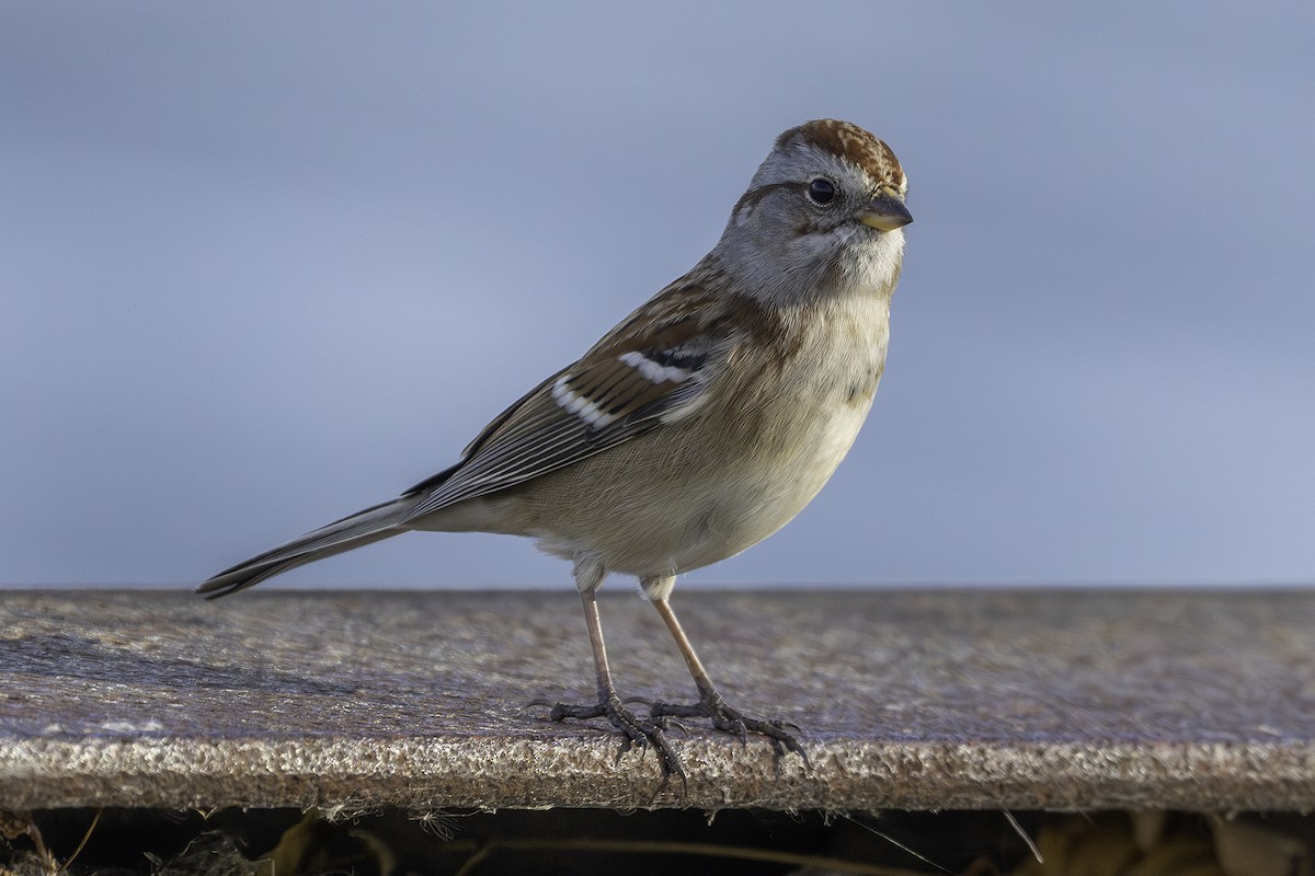 American Tree Sparrow - ML645572511