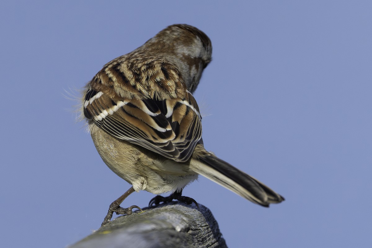 American Tree Sparrow - ML645572512