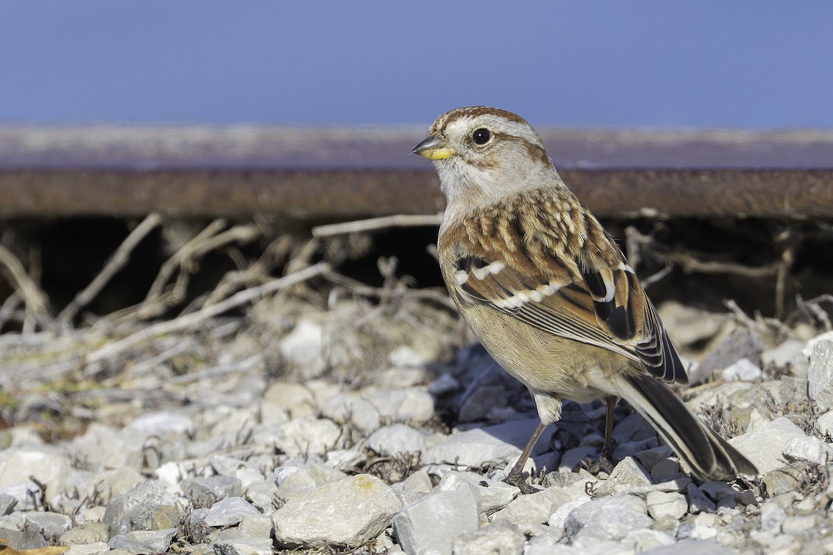 American Tree Sparrow - ML645572513