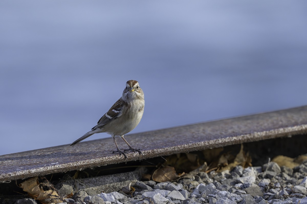 American Tree Sparrow - ML645572514