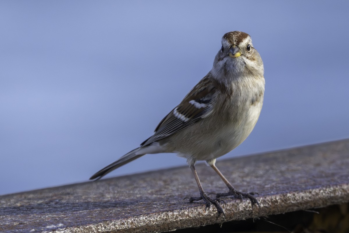 American Tree Sparrow - ML645572515
