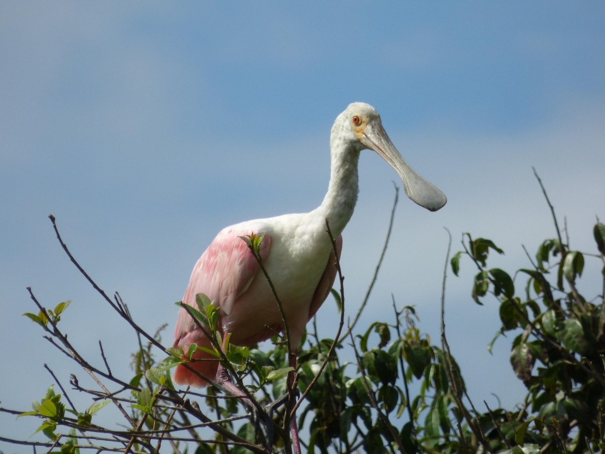 Rosalöffler - ML645572536