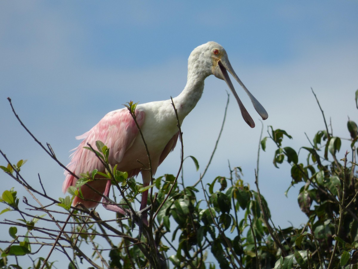 Rosalöffler - ML645572537