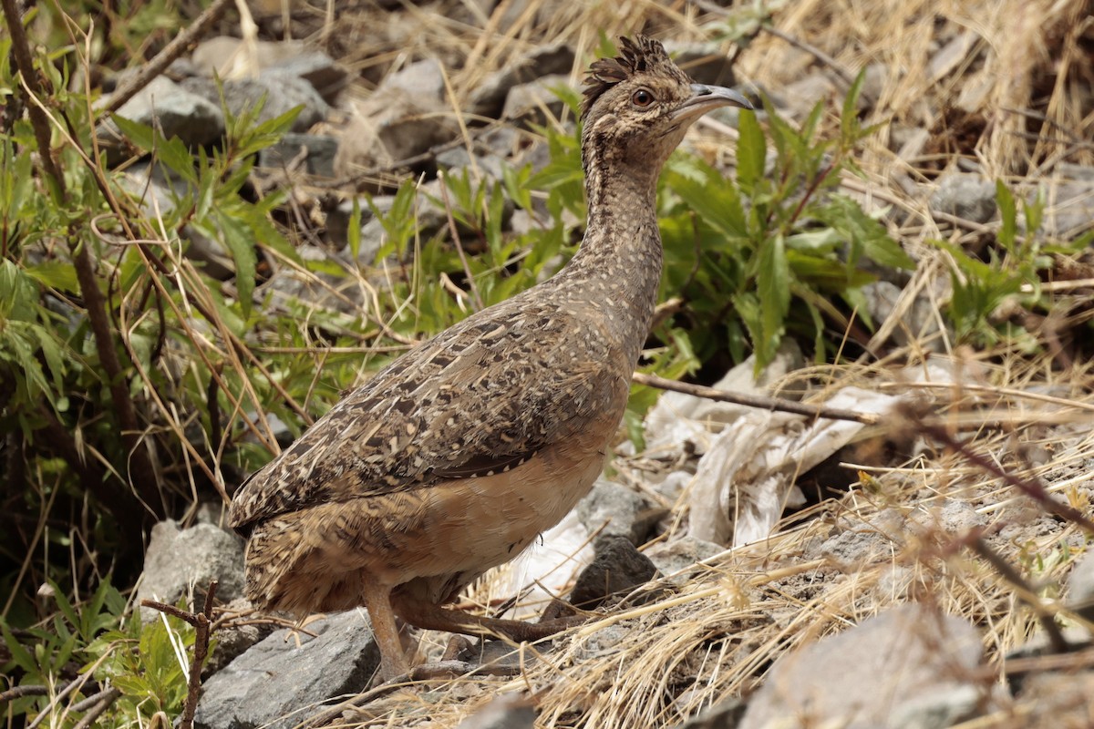 Інамбу андський - ML645572556