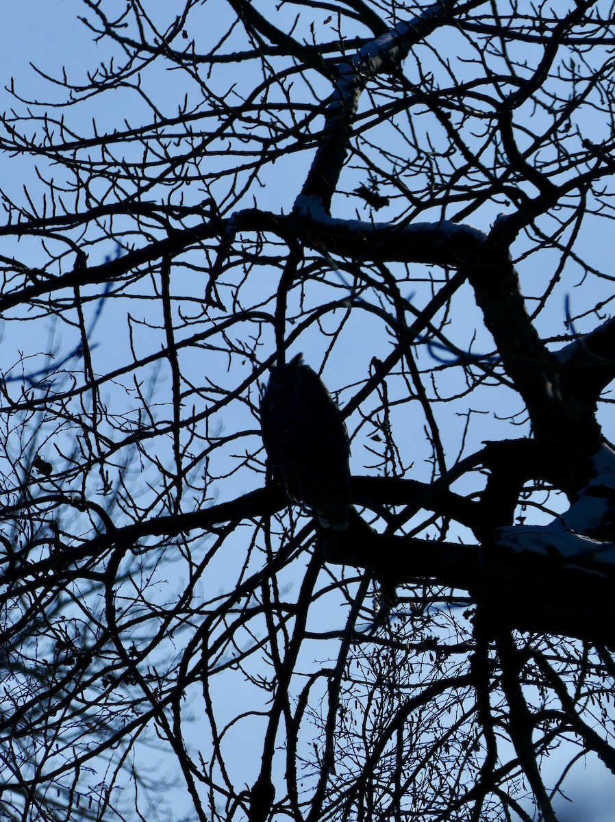 Great Horned Owl - ML645572562