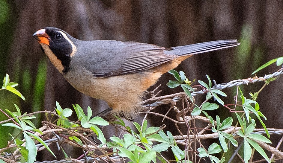 oransjenebbsaltator - ML645572568