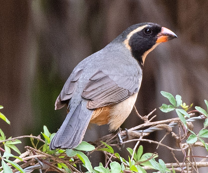 oransjenebbsaltator - ML645572569