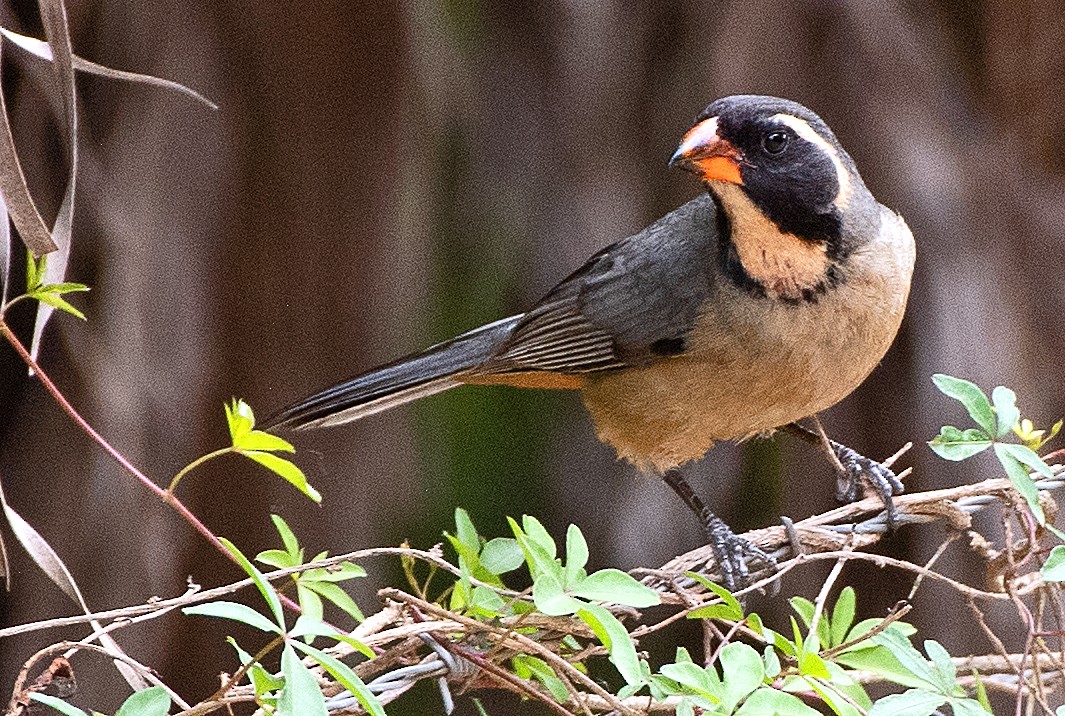 oransjenebbsaltator - ML645572570