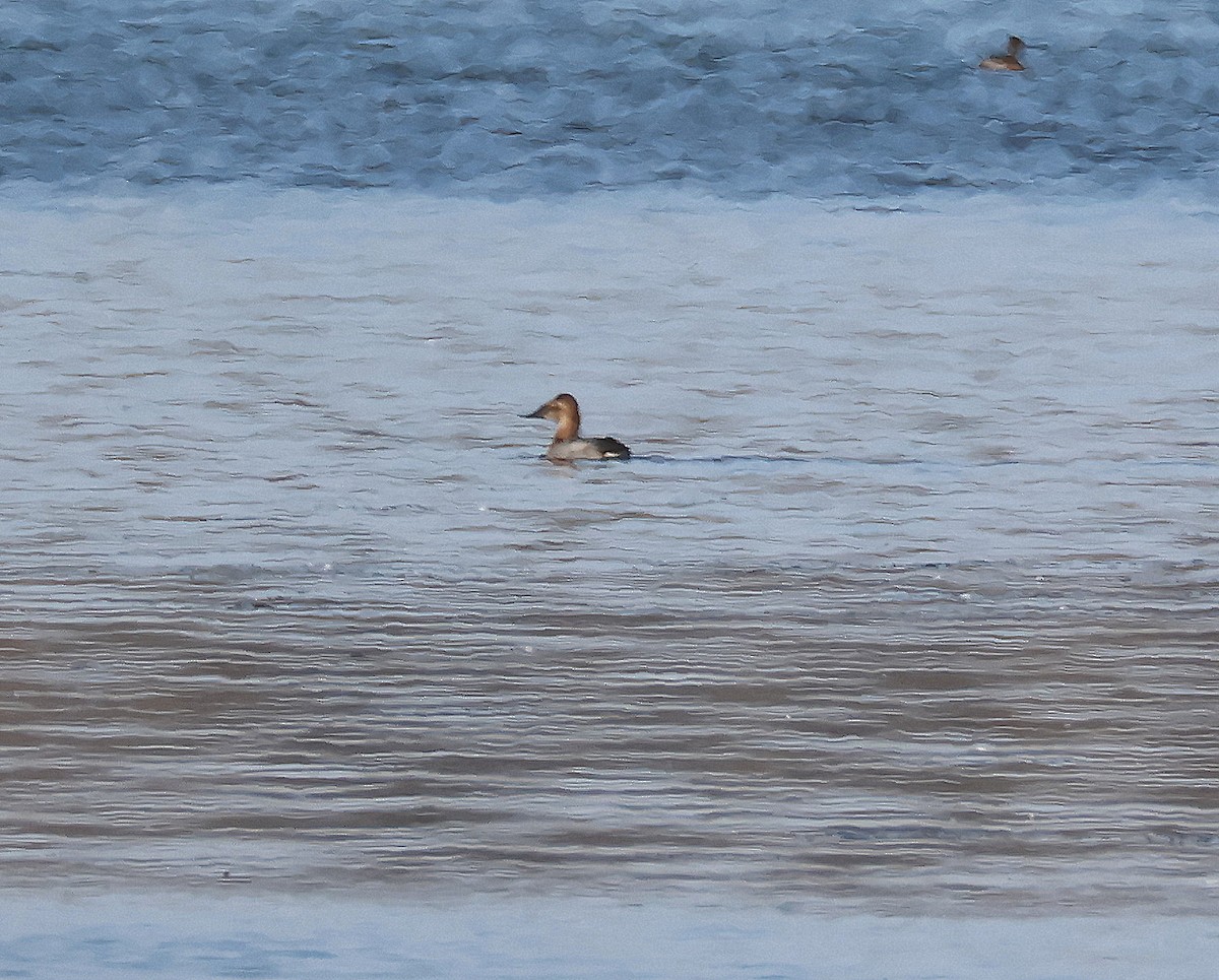 Murgilari bizkarzuria - ML645572578