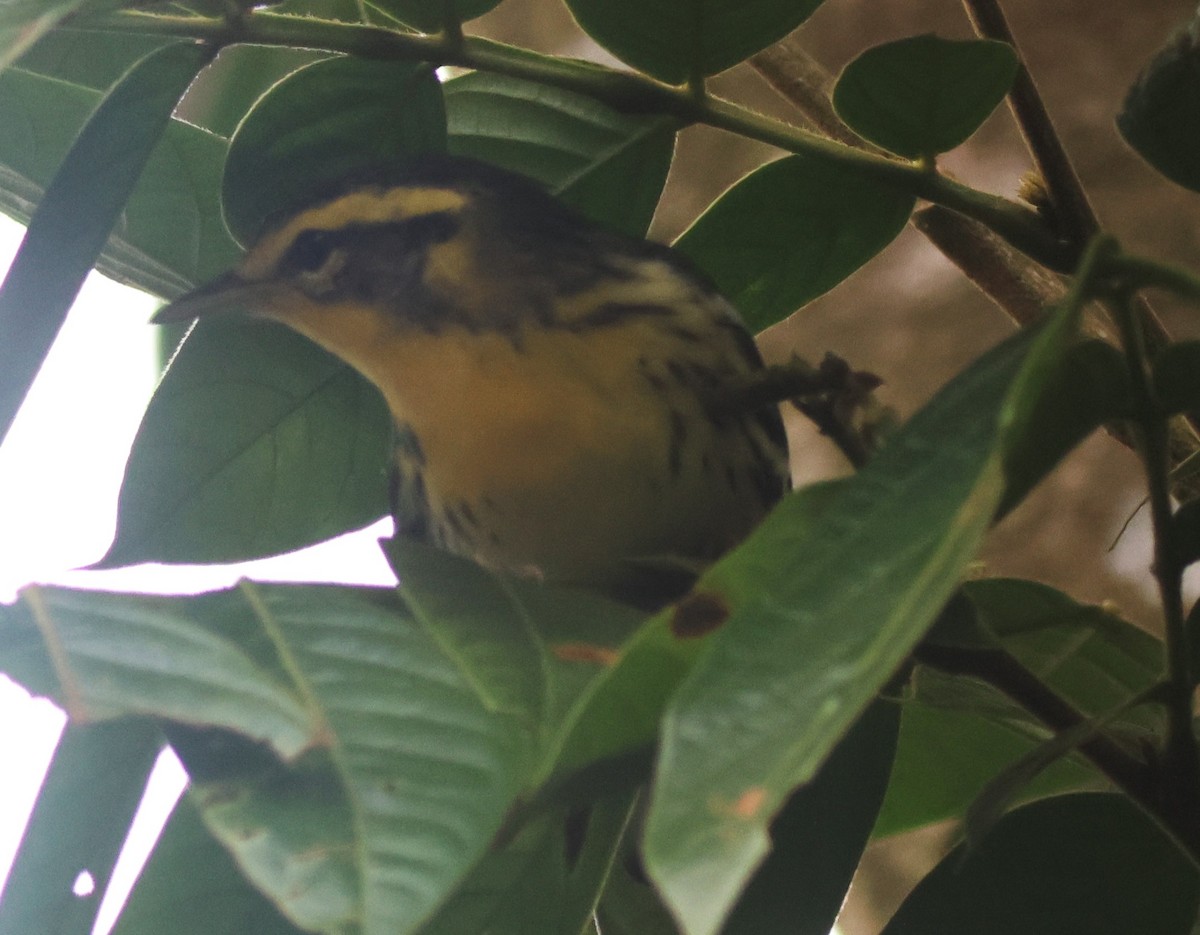Blackburnian Warbler - ML645572584