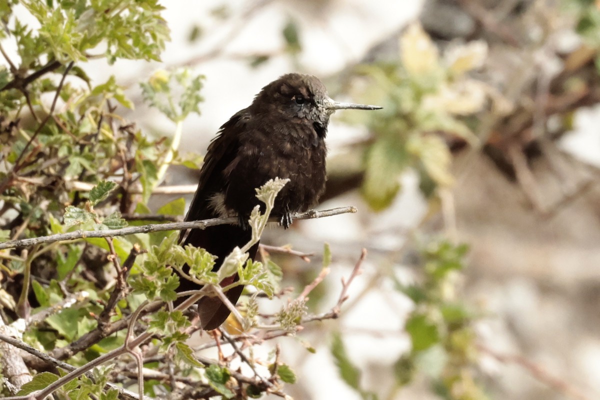 Black Metaltail - ML645572585