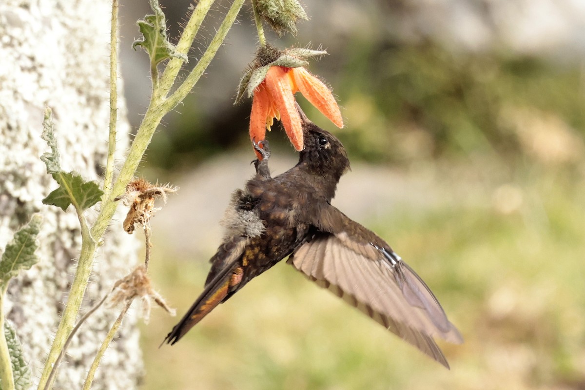 Black Metaltail - ML645572586