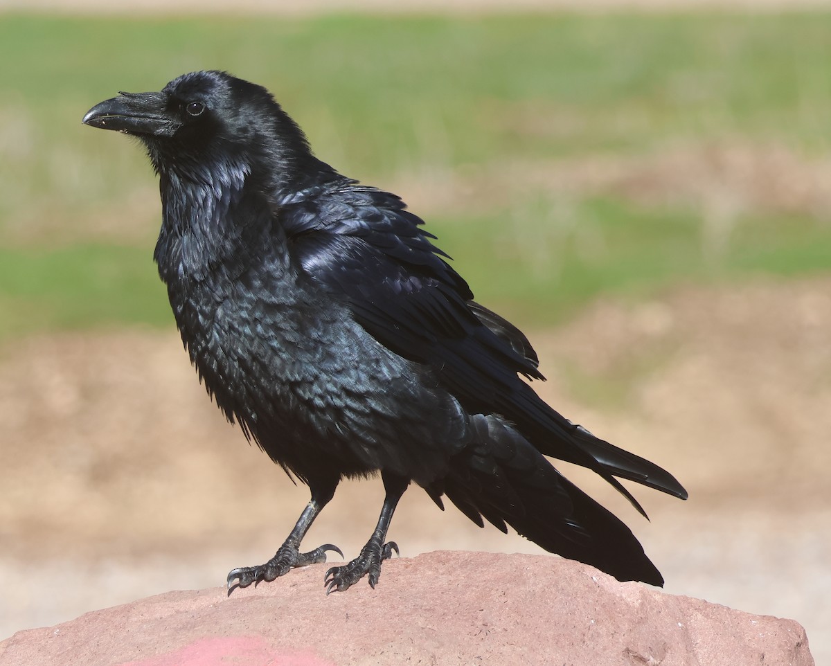 עורב שחור - ML645572587