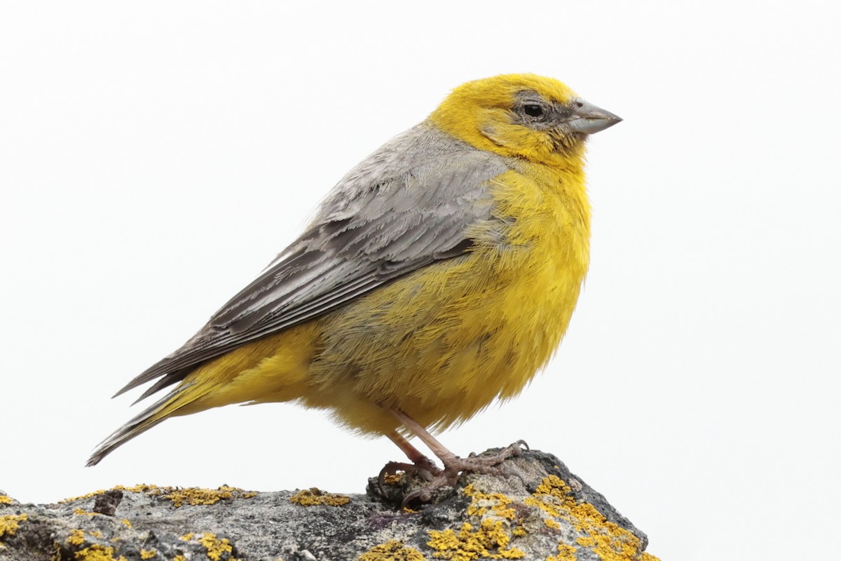 キゴシキンノジコ - ML645572589