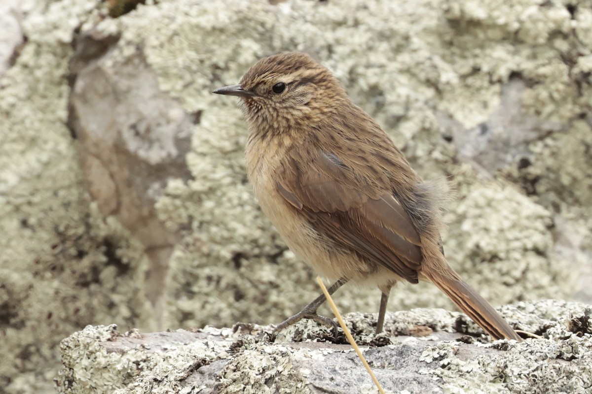 Streak-throated Canastero - ML645572596