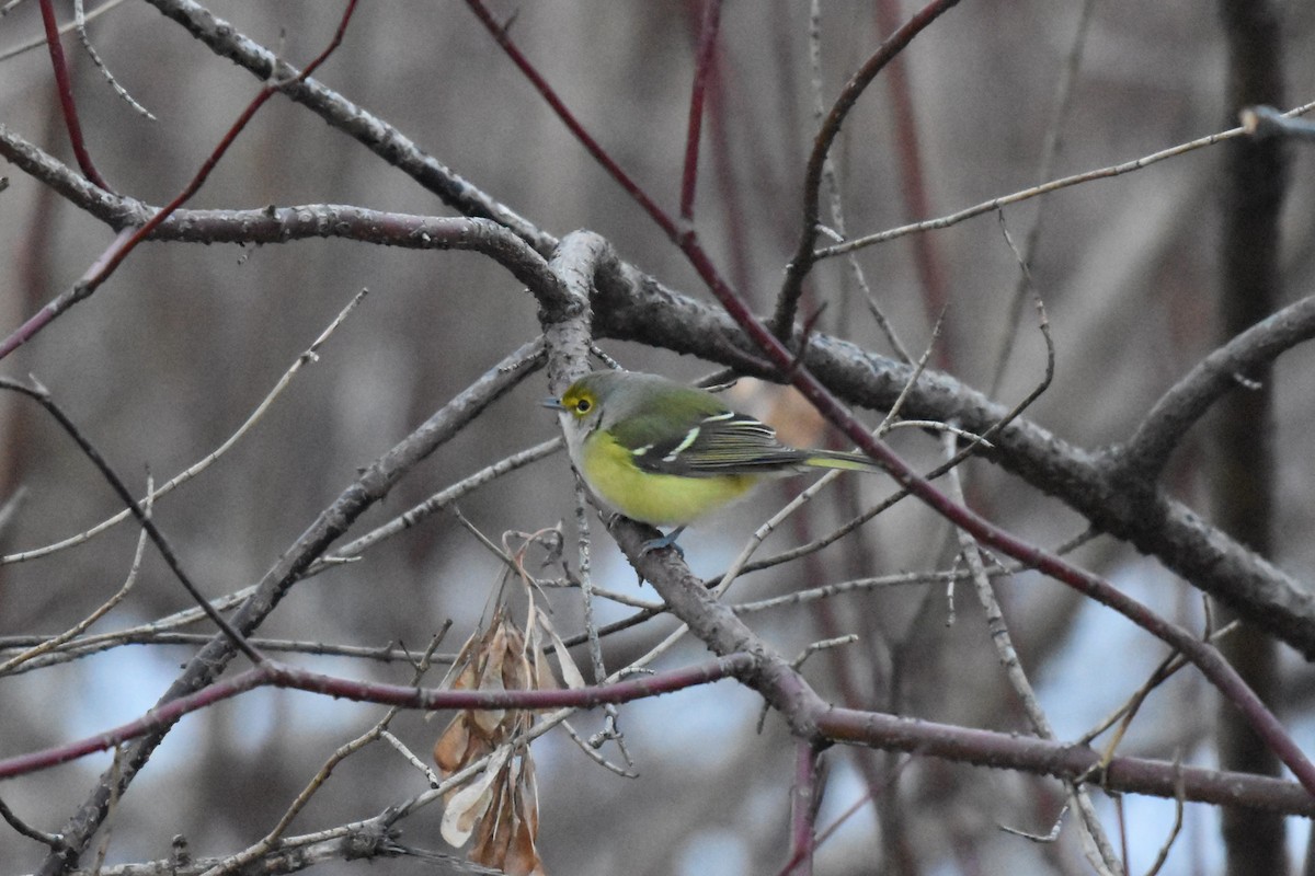 White-eyed Vireo - ML645572601