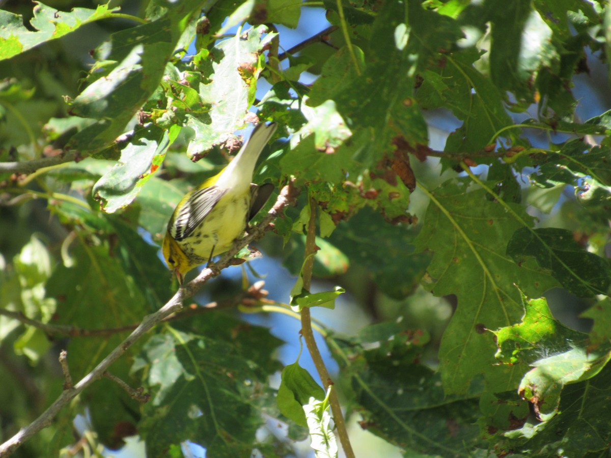 Black-throated Green Warbler - ML645572613
