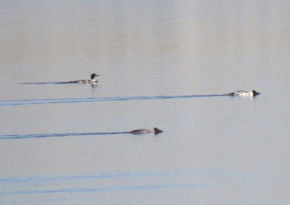 Common Merganser - ML645572614