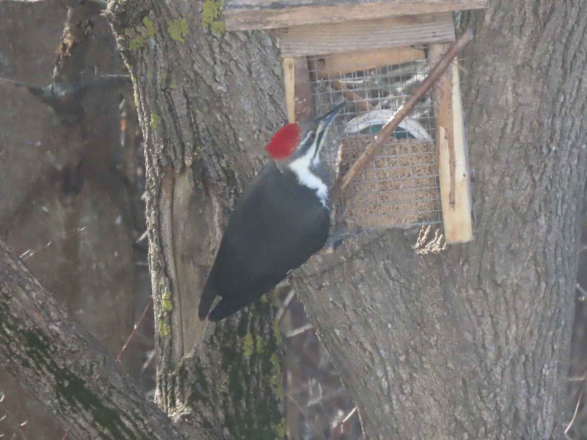 Pileated Woodpecker - ML645572616