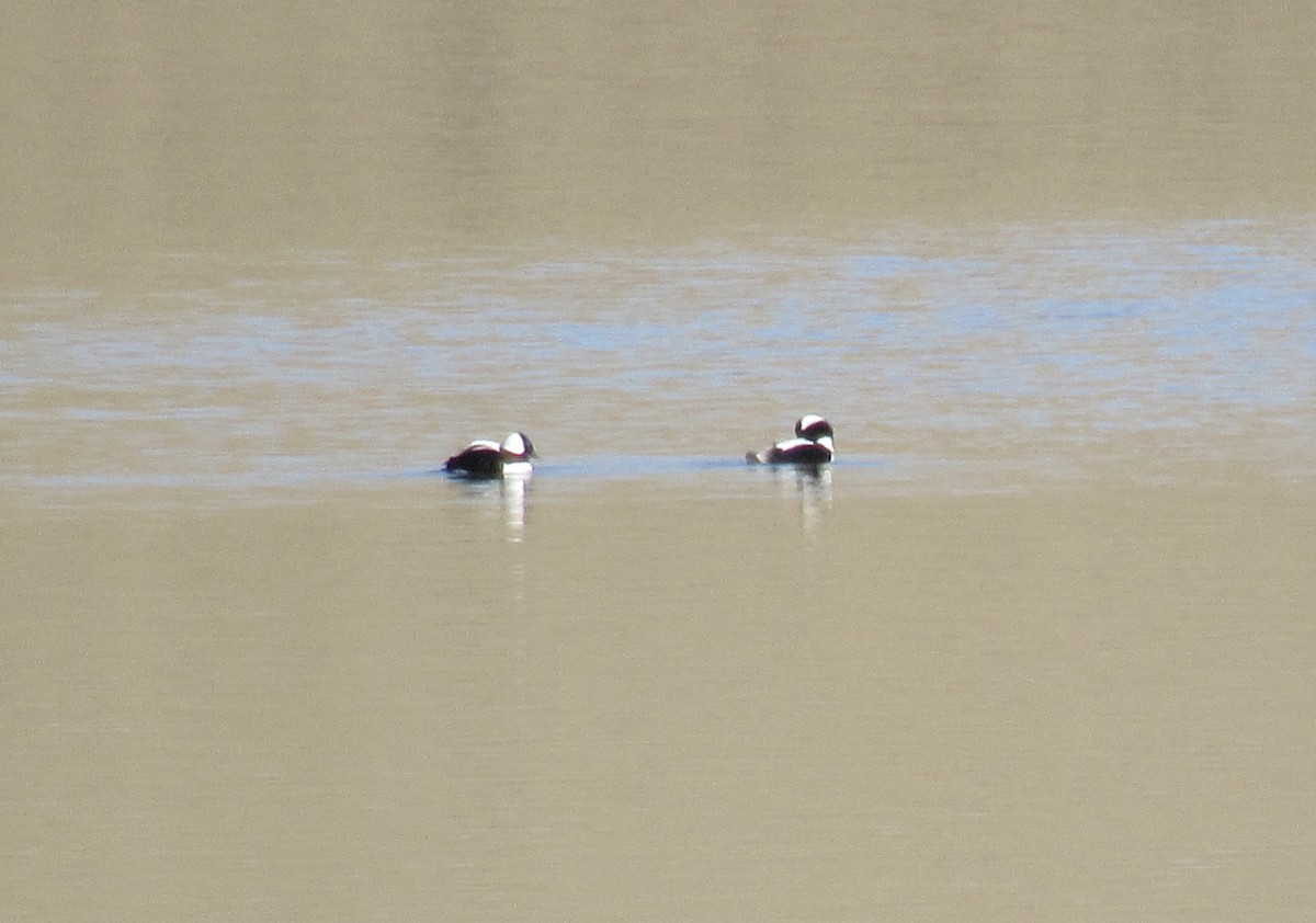Bufflehead - ML645572622