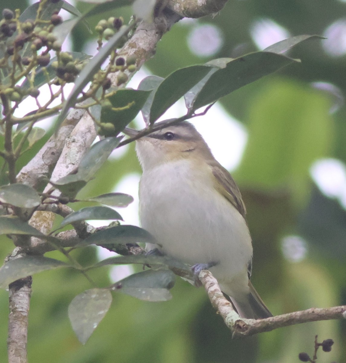 Красноглазый виреон - ML645572626