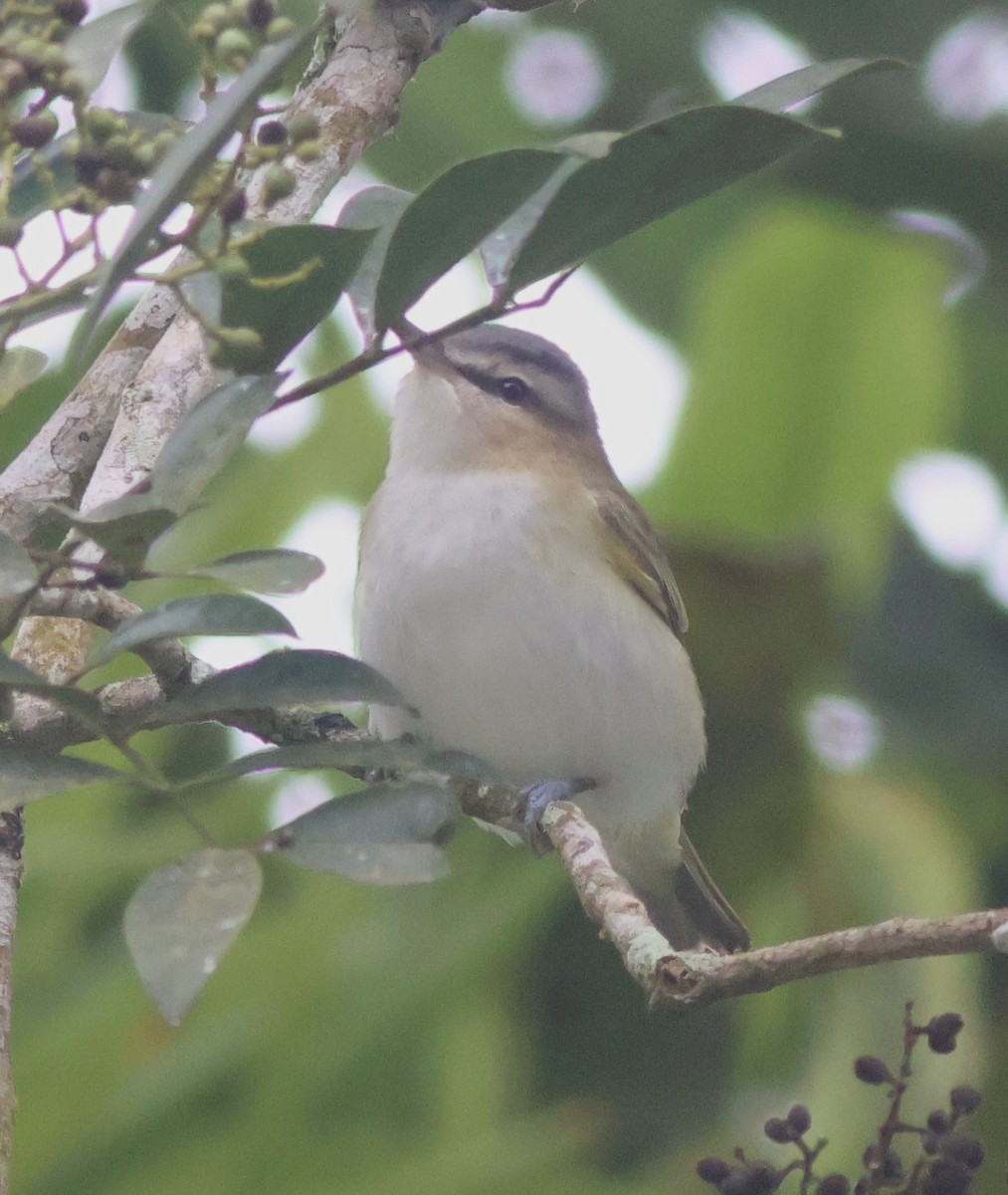 Красноглазый виреон - ML645572627