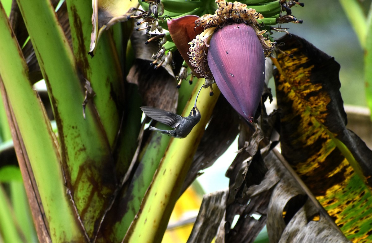 kolibřík šedobřichý - ML645572628