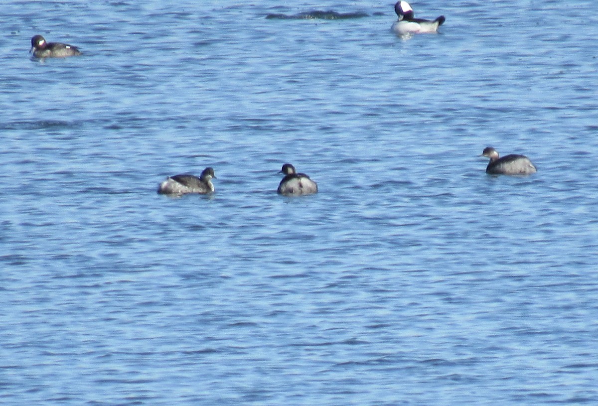 Eared Grebe - ML645572629