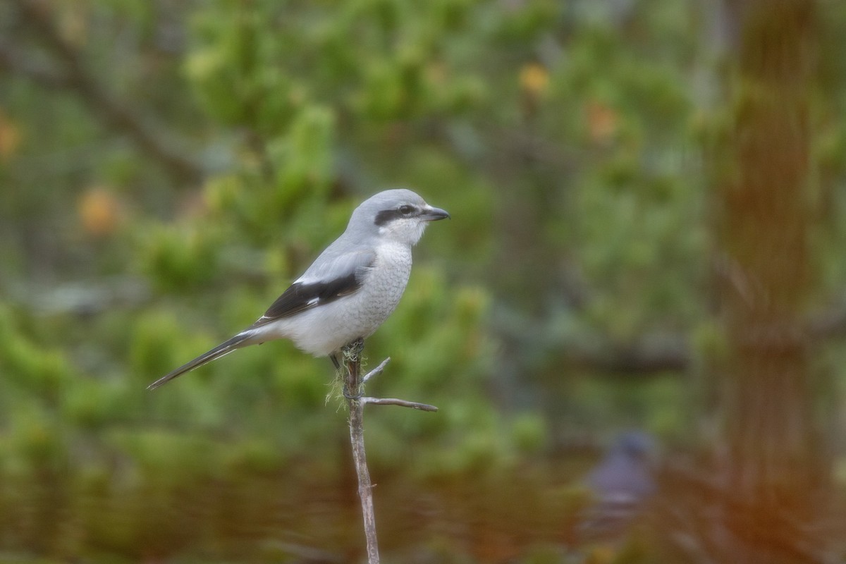 Умардын дунхай - ML645572632