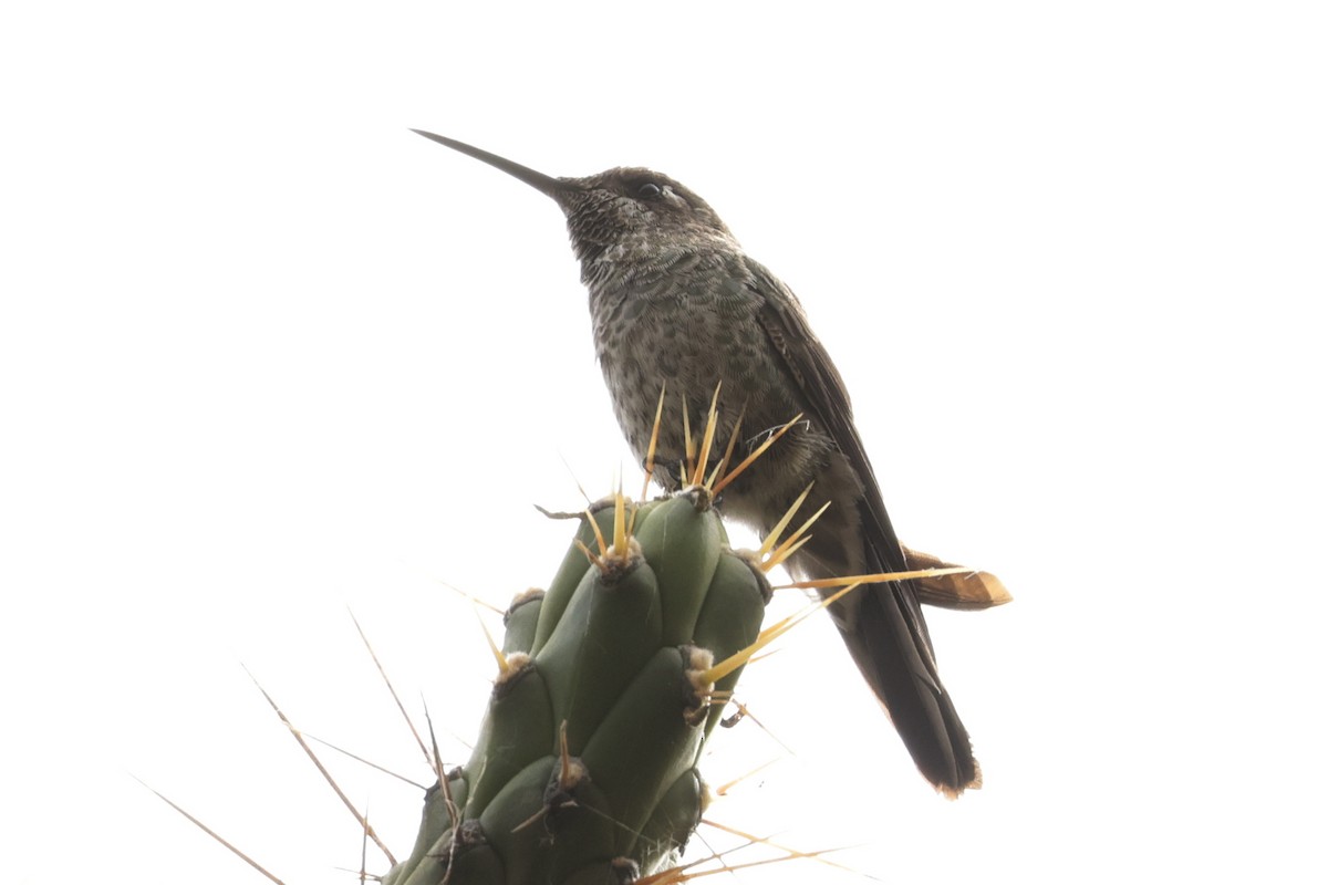 スミレフタオハチドリ - ML645572634