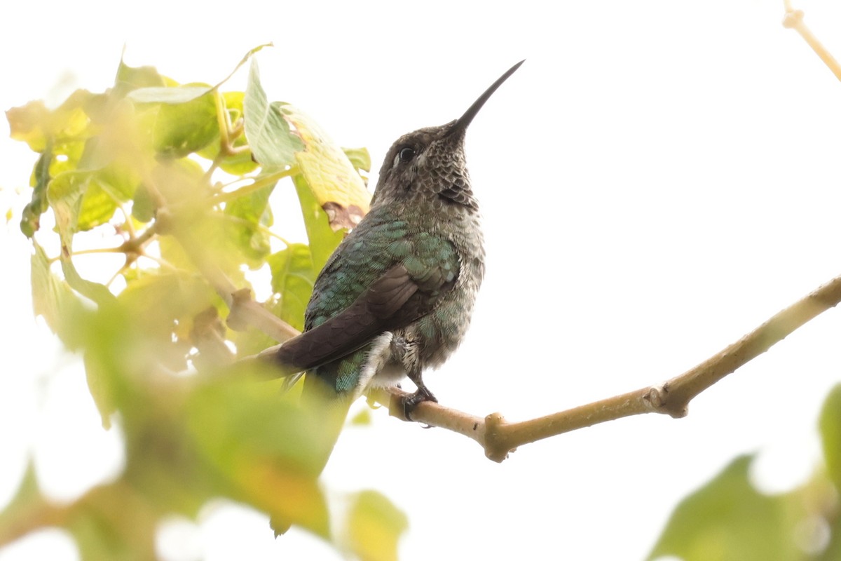 スミレフタオハチドリ - ML645572635