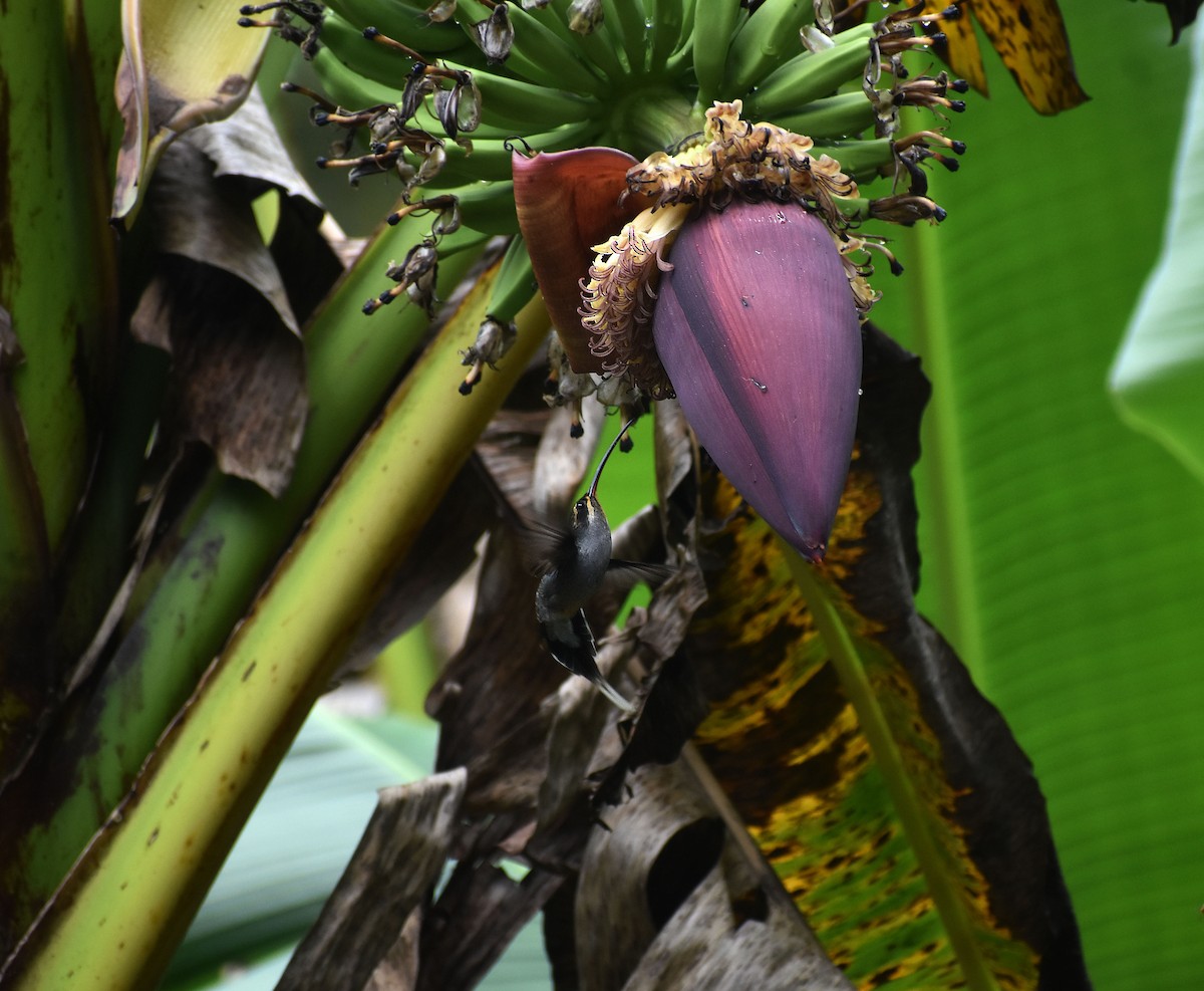 kolibřík šedobřichý - ML645572642