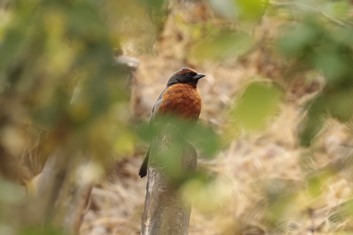 Rufous-breasted Warbling Finch - ML645572655