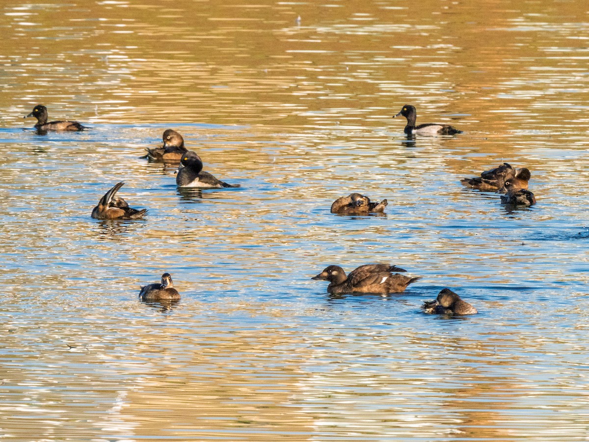 turpan kanadský - ML645572658