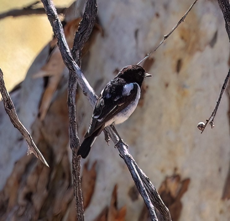 kutteflueskvett - ML645572660