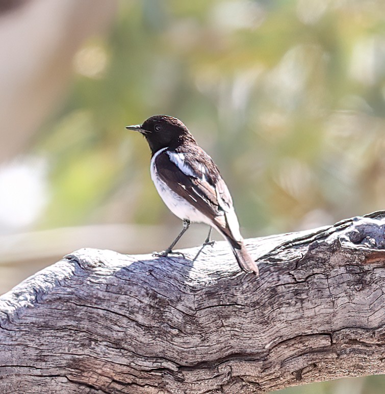 kutteflueskvett - ML645572661