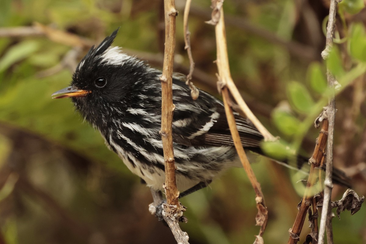 Pied-crested Tit-Tyrant - ML645572662