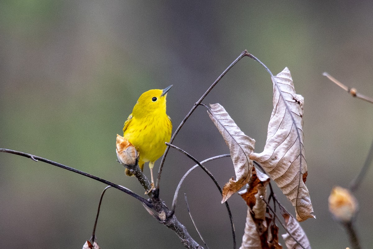 Northern Yellow Warbler - ML645572667