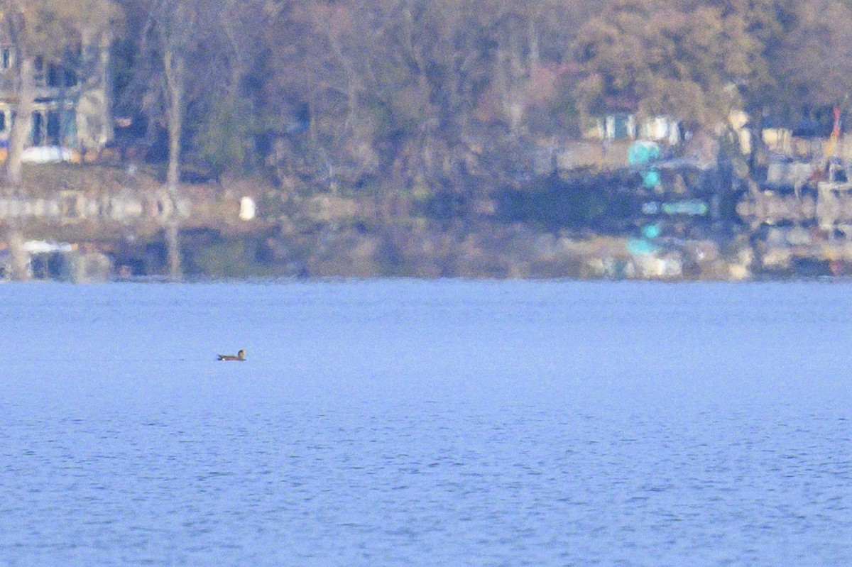 Свищ американський - ML645572671