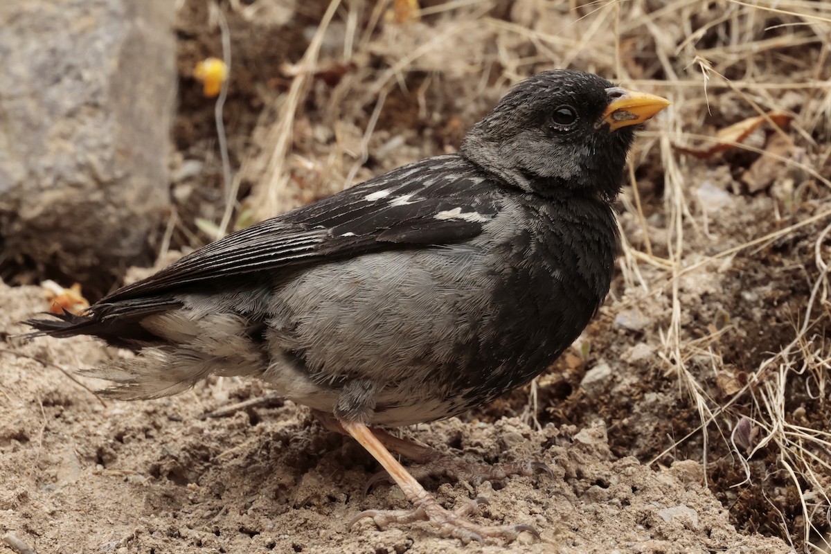 Mourning Sierra Finch - ML645572675