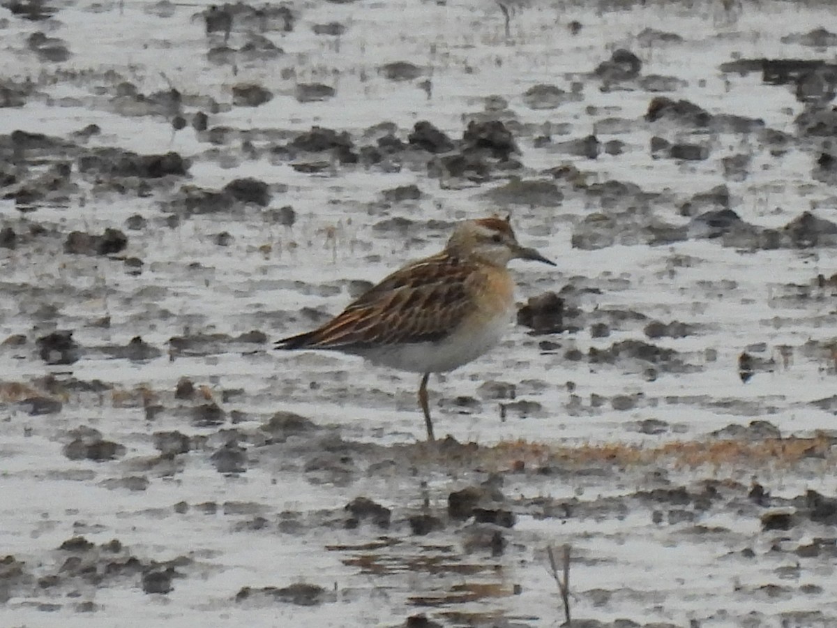 Sharp-tailed Sandpiper - ML645572676