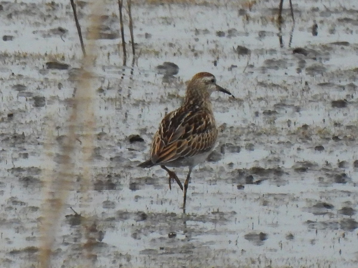 Sharp-tailed Sandpiper - ML645572677