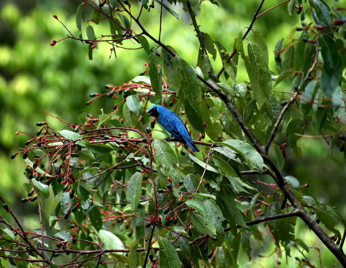 Swallow Tanager - ML645572679