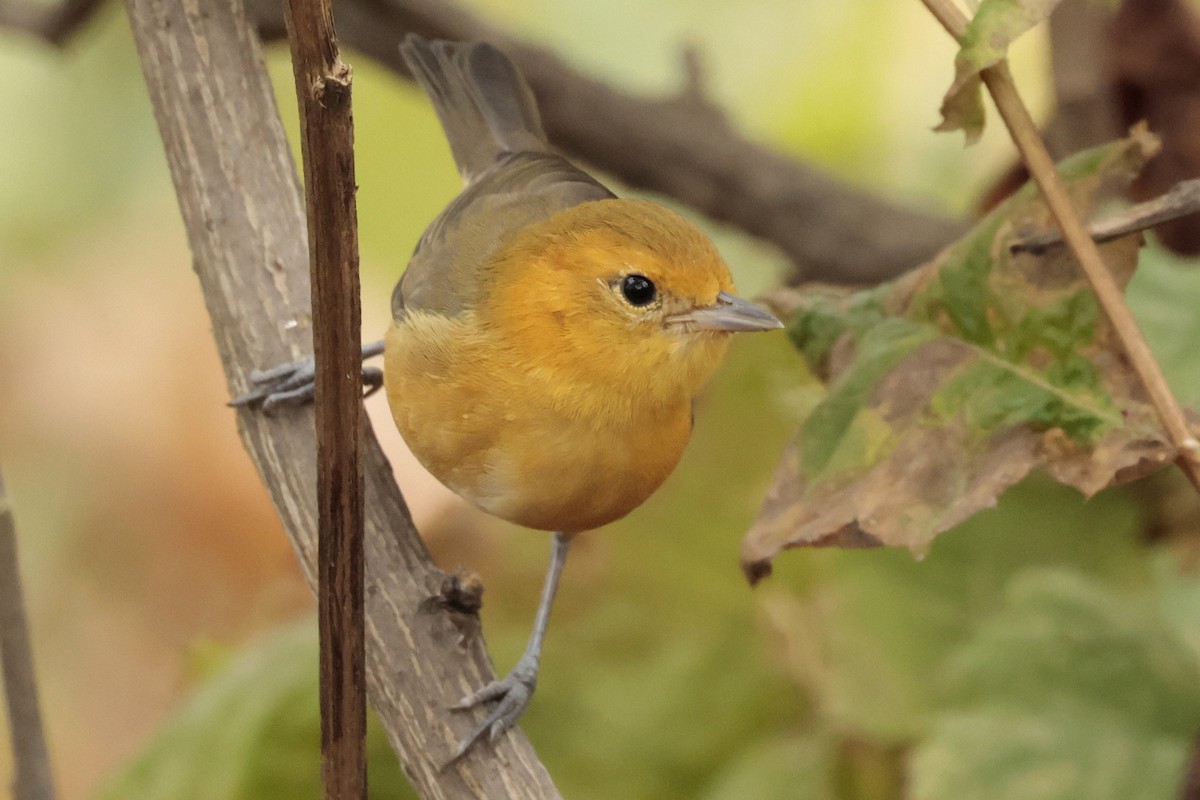 Rufous-chested Tanager - ML645572681