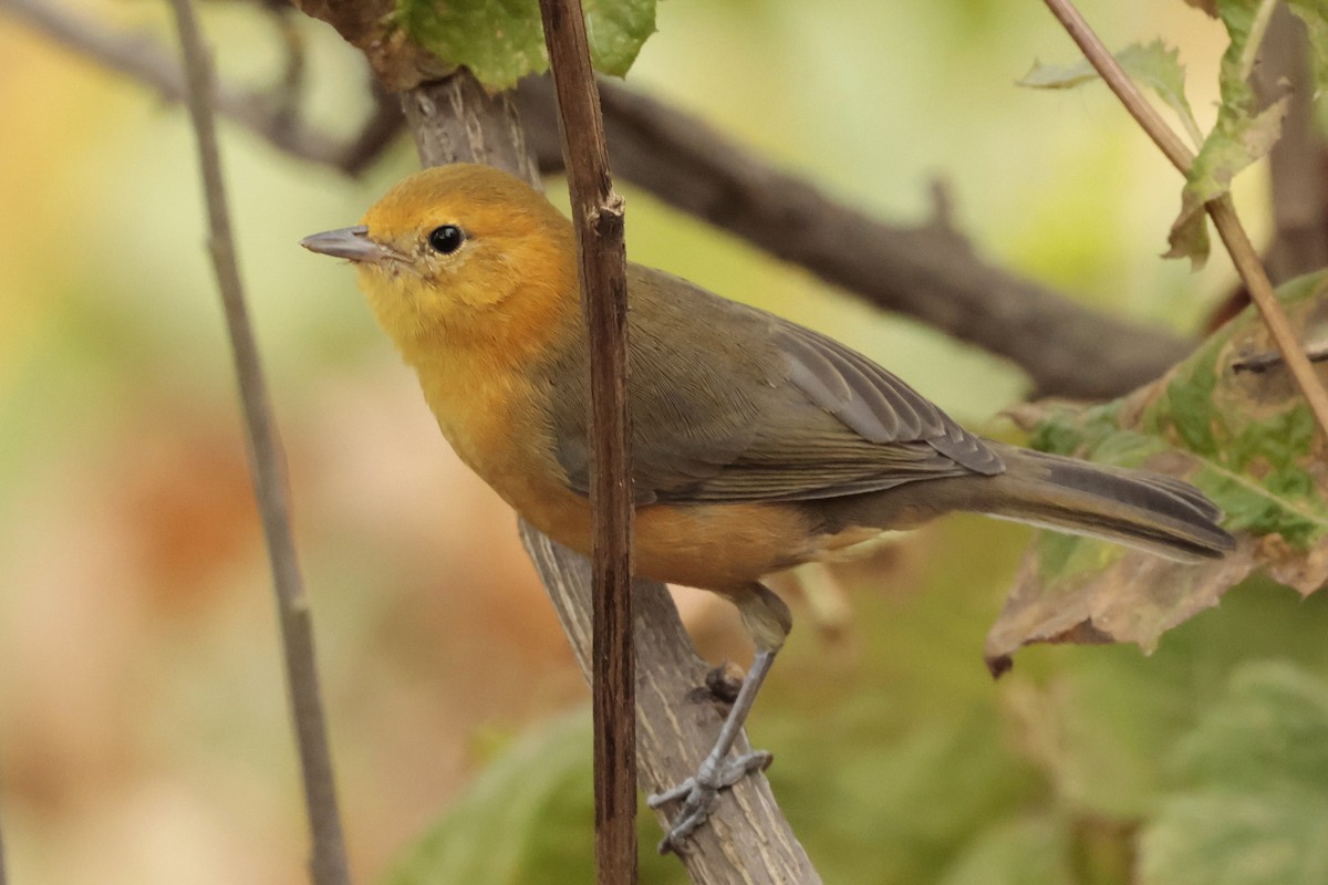 Rufous-chested Tanager - ML645572682