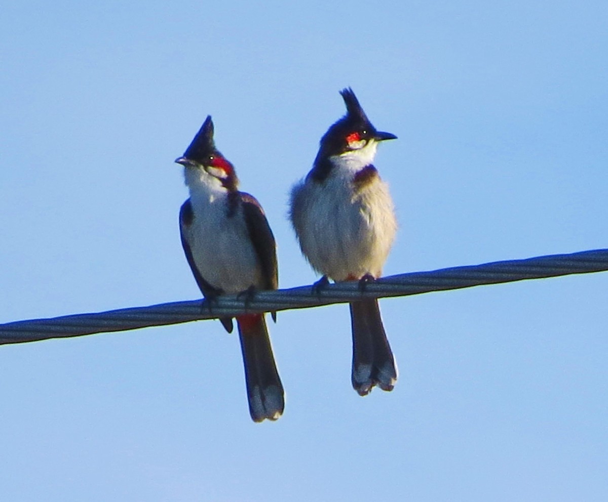 בולבול אדום-שפם - ML645572691