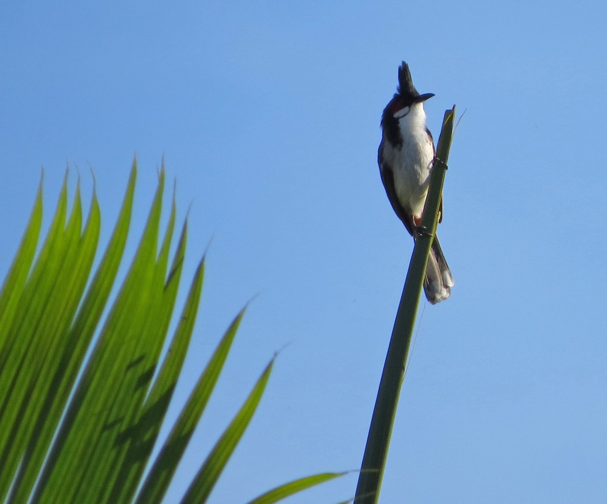 בולבול אדום-שפם - ML645572692