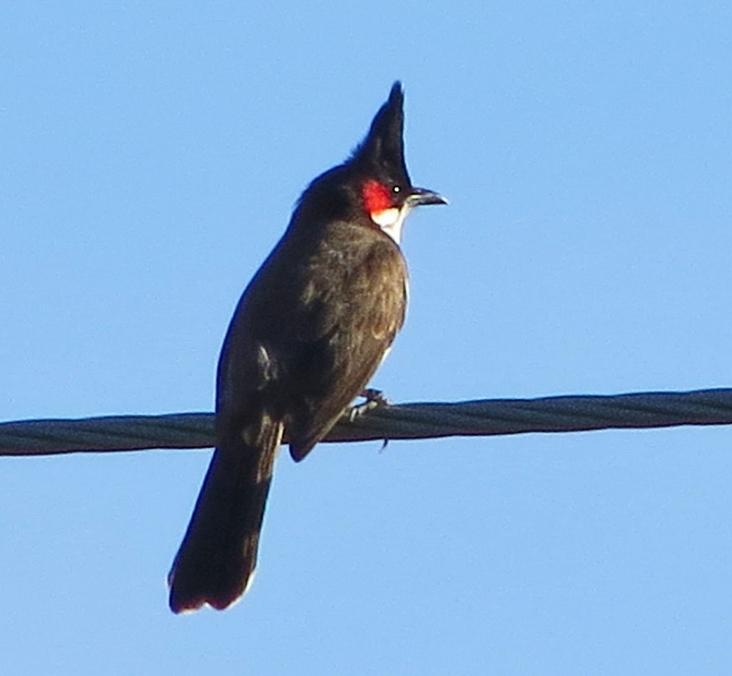 בולבול אדום-שפם - ML645572693