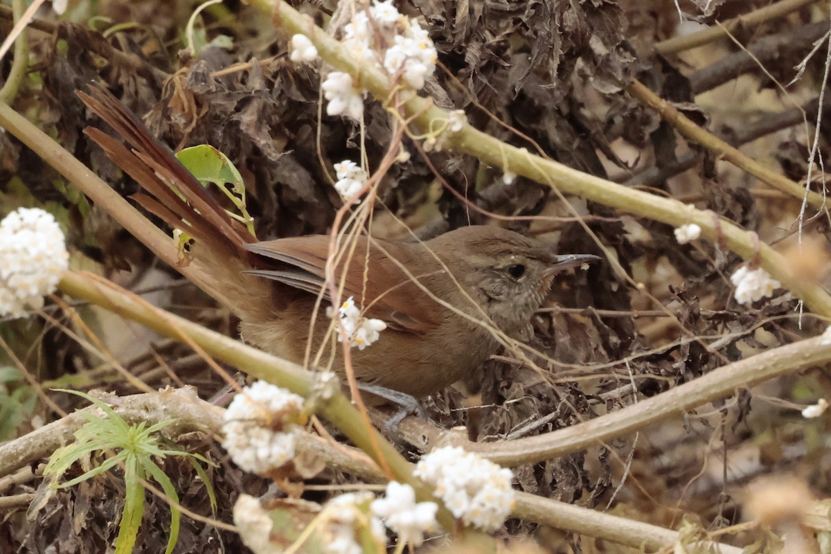 Canyon Canastero - ML645572694