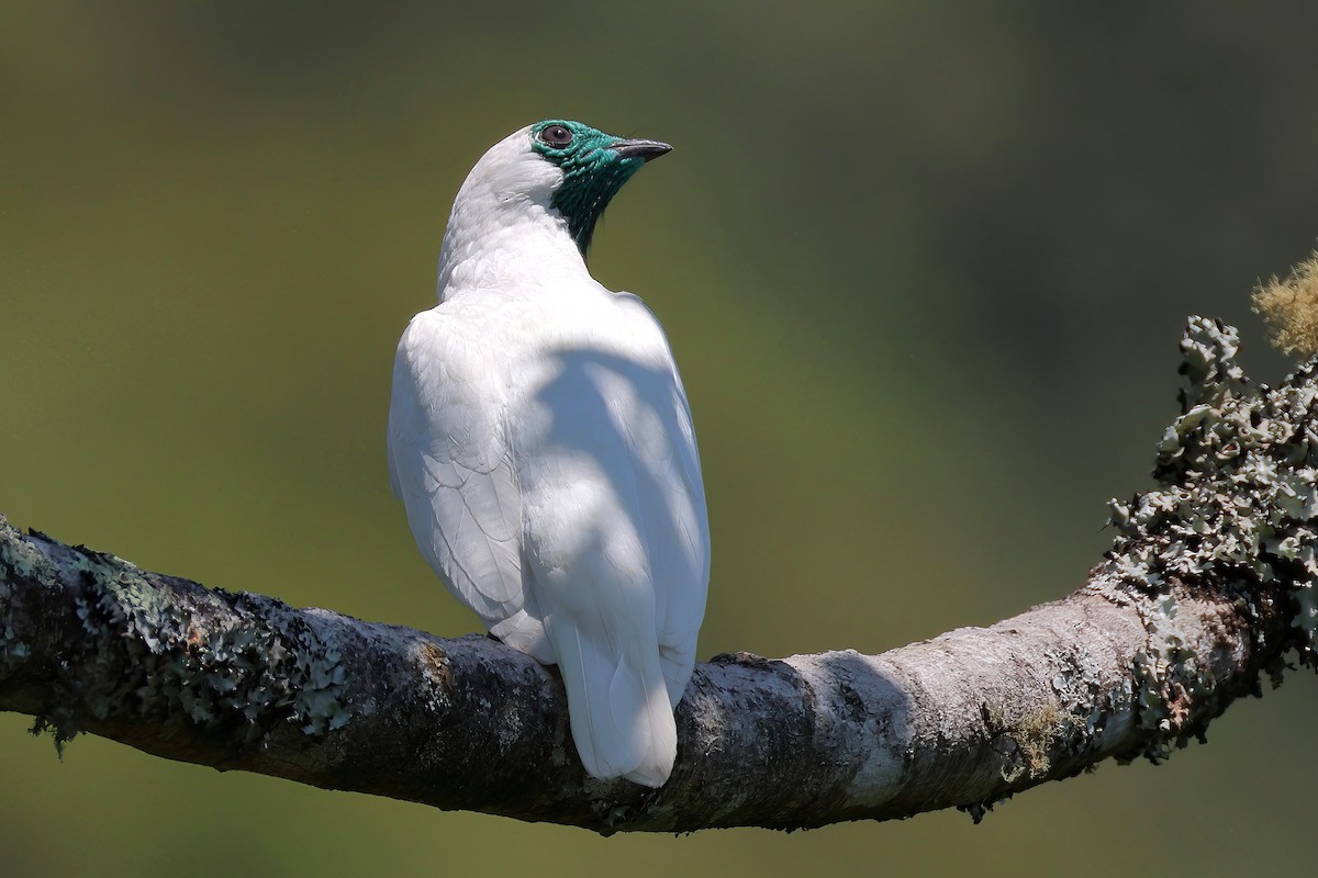 Bare-throated Bellbird - ML645572708